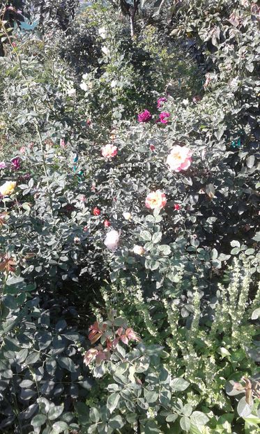  - Asa arata acum in luna septembrie