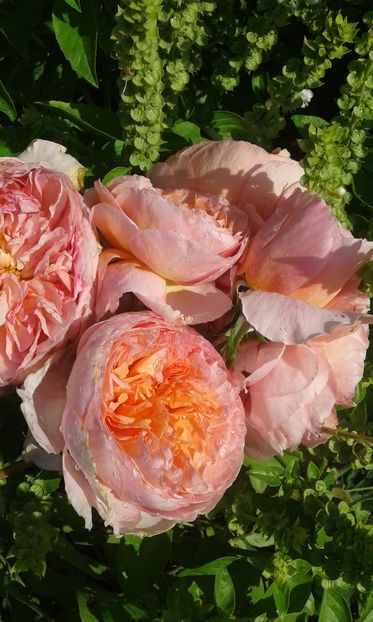  - Asa arata acum in luna septembrie