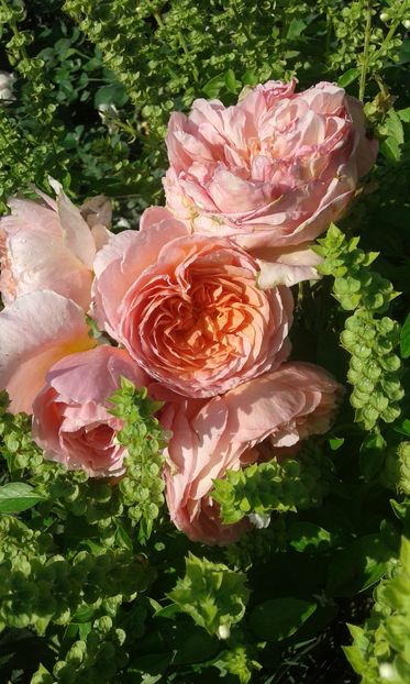  - Asa arata acum in luna septembrie