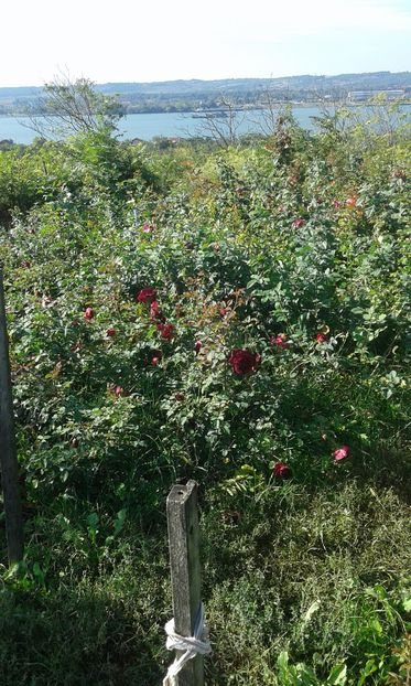  - Asa arata acum in luna septembrie