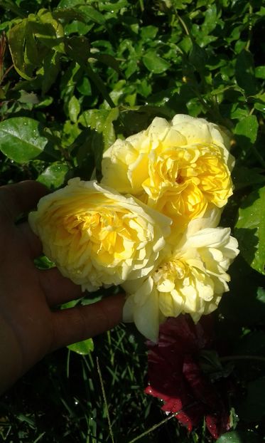  - Asa arata acum in luna septembrie