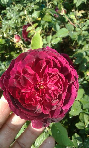  - Asa arata acum in luna septembrie