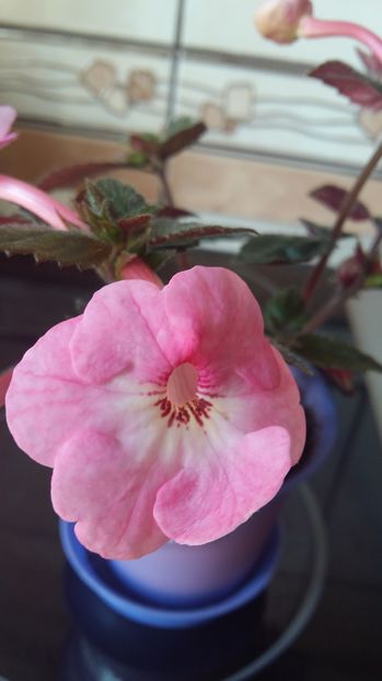  - Apple Blossom
