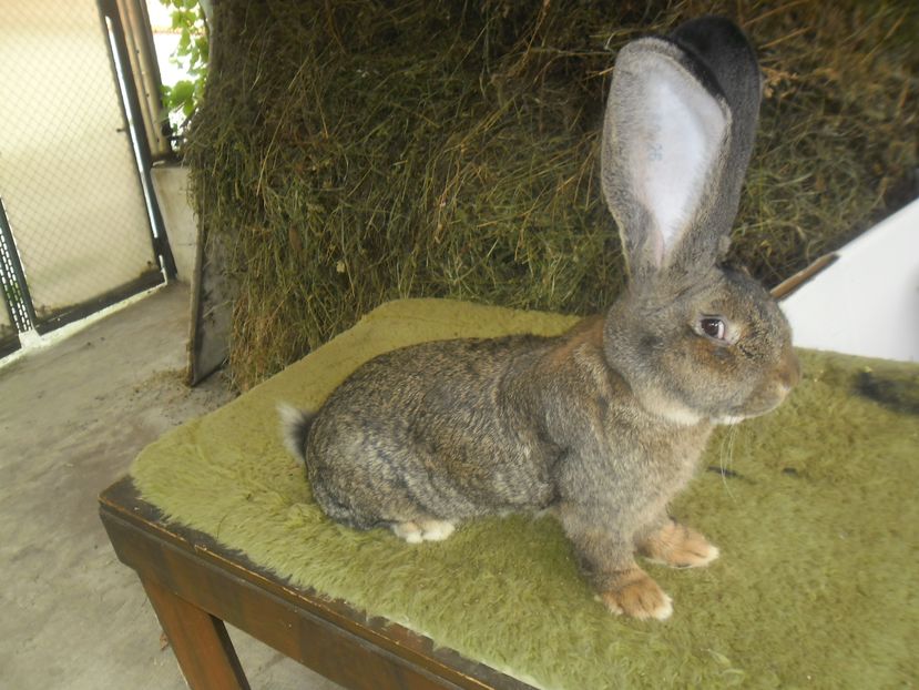 SAM_5032 - A FAVORITU DIN IAN 2016 MATCA 2017