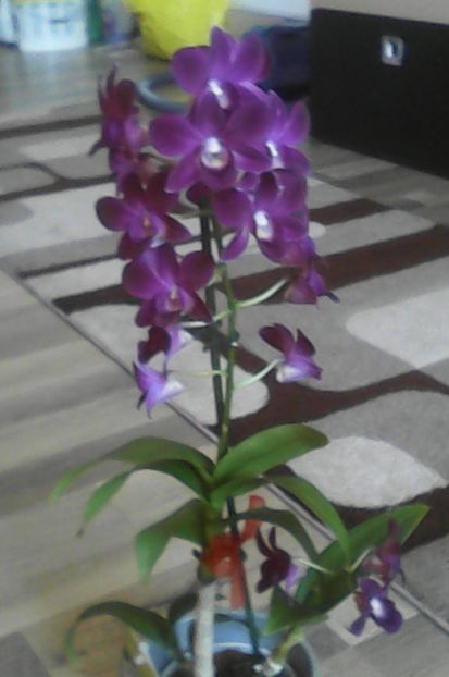  - florile mele dragi