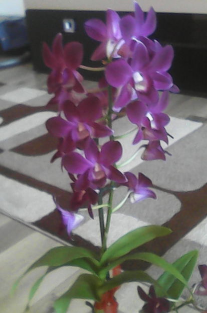  - florile mele dragi