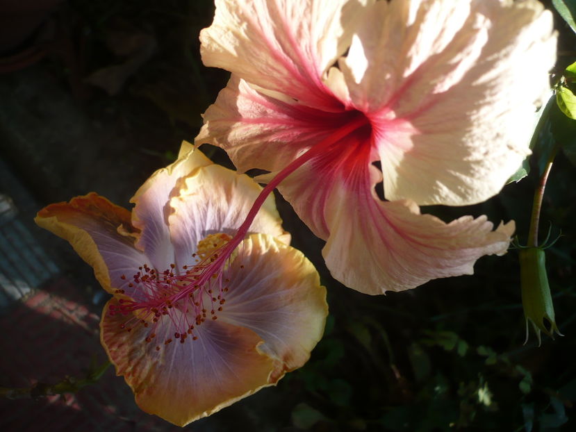 P1300200