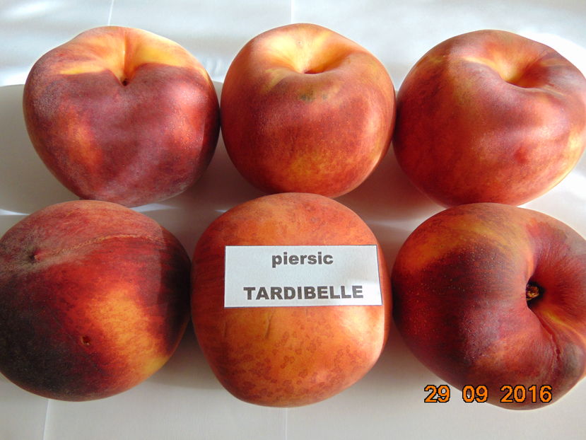 TARDIBELLE - 29 Sept 2016 ( fructe din piata ) - piersic TARDIBELLE