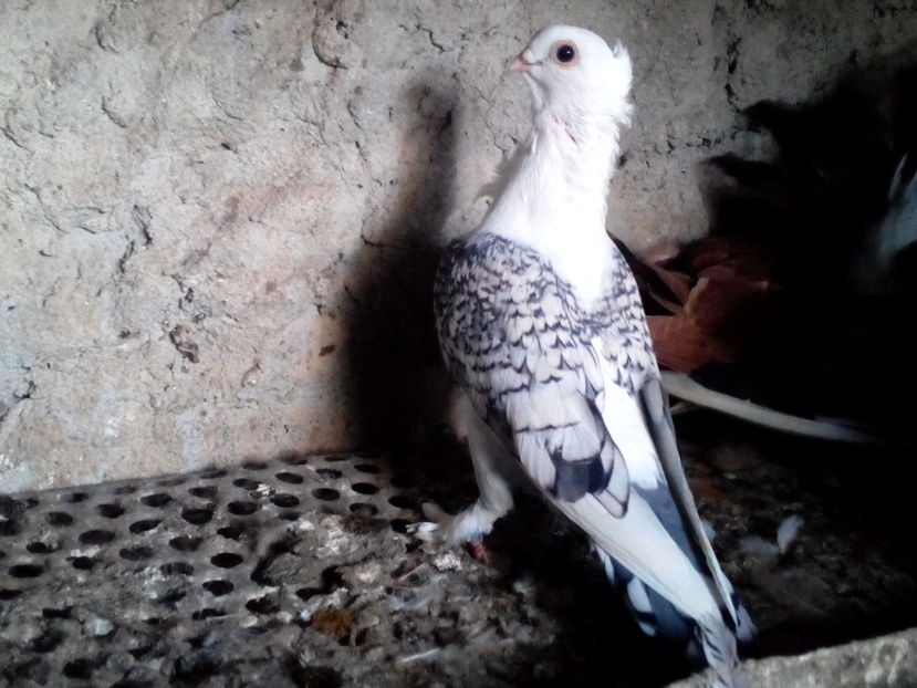  - SATINETI
