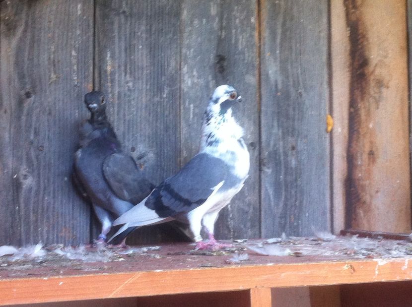 image - Figurita valenciana - cei mai mici porumbei