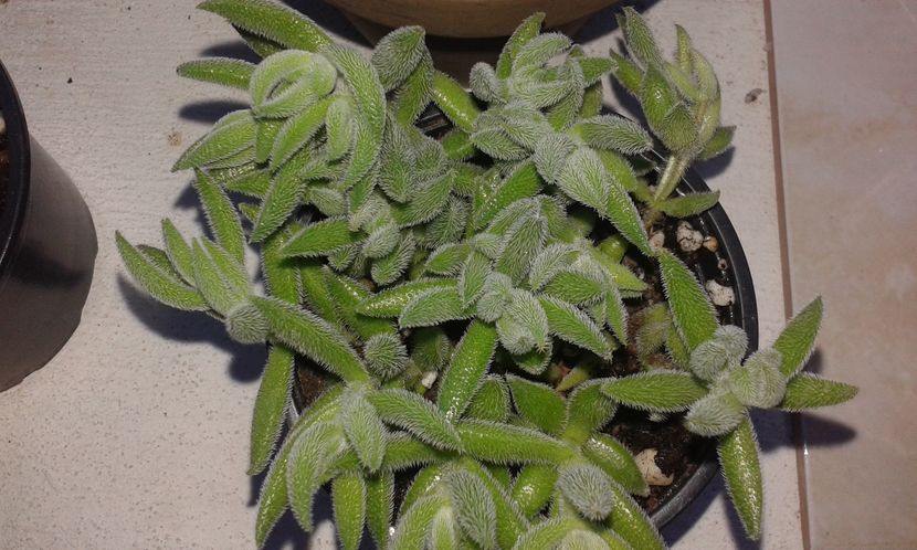 Crassula mesembryanthemoides