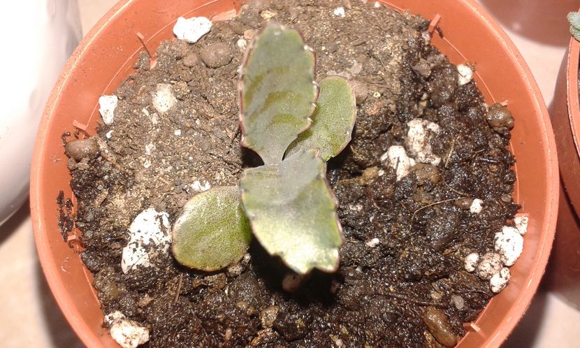 Kalanchoe daigremontiana - Kalanchoe