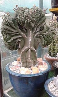 astrophytum myriostigma