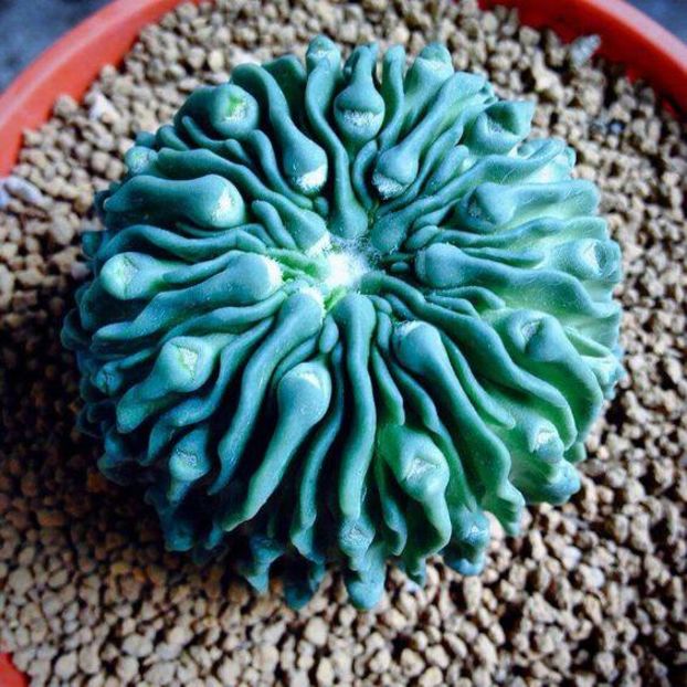 echinofossulactus inermis