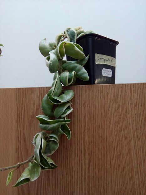 compacta regalis - Plante Hoya achizitionate 2016