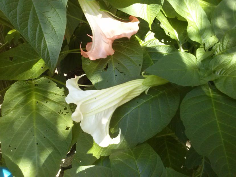 CAM00786 - Brugmansia  trompeta ingerilor