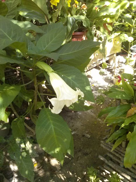 CAM00783 - Brugmansia  trompeta ingerilor