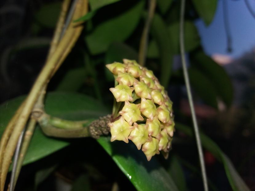mindorensis red star - hoya infloriri