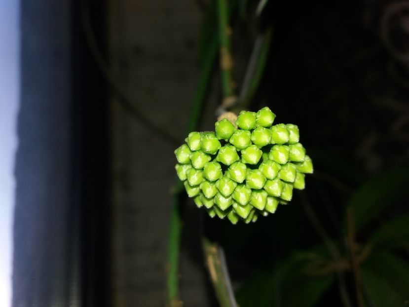 halconensis - hoya infloriri