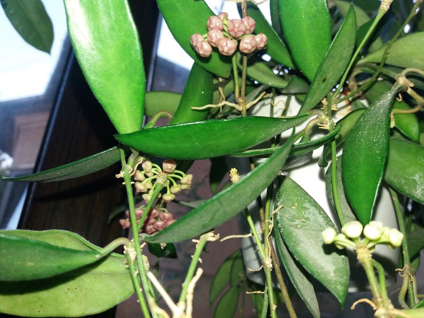 david cumingi - hoya infloriri