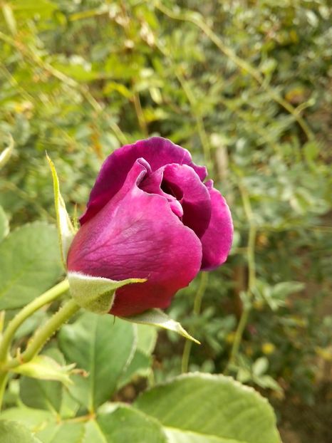 minerva - 0 TRANDAFIRI 2016