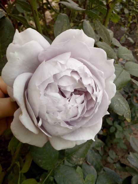 novalis - 0 TRANDAFIRI 2016