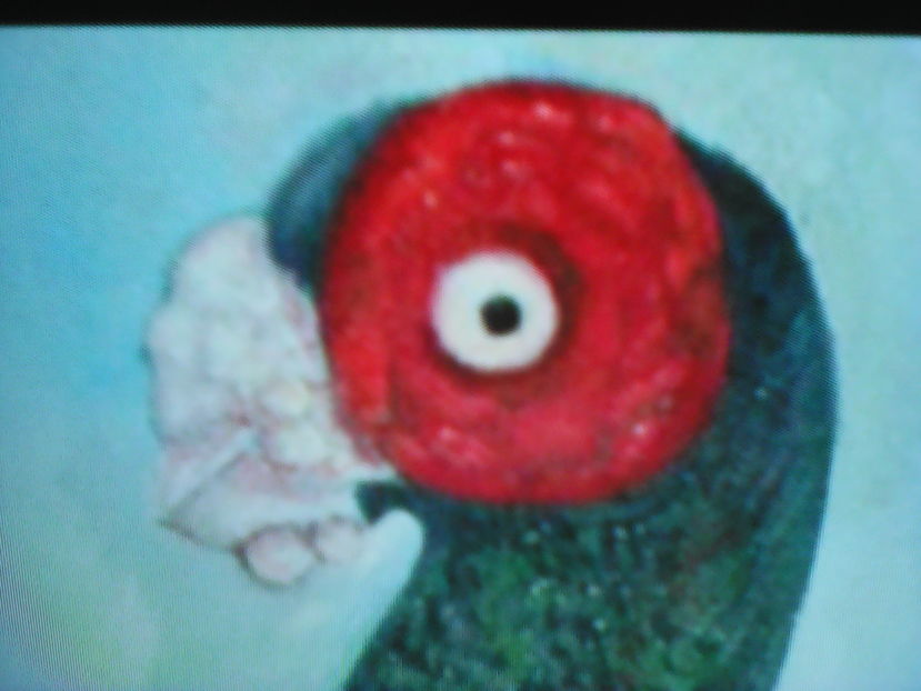 BERBER  PROFIL STANDARD - B E R B E R I  ---    BARBS  PIGEONS