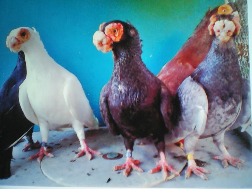 Berberi  Serbia  PECANOVIC - B E R B E R I  ---    BARBS  PIGEONS