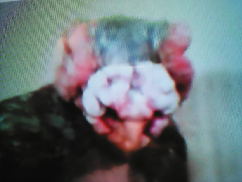 BERBER  argintiu   Victor Beius - B E R B E R I  ---    BARBS  PIGEONS