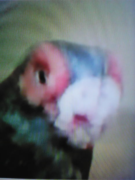  - B E R B E R I  ---    BARBS  PIGEONS