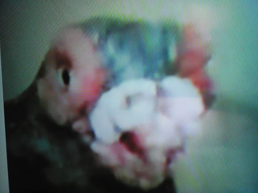 F  Barb         argintie din     2007          9 ani - B E R B E R I  ---    BARBS  PIGEONS