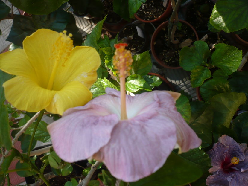 P1300211 - HIBISCUSI 2016-7