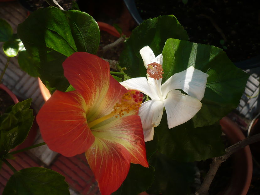 P1300217