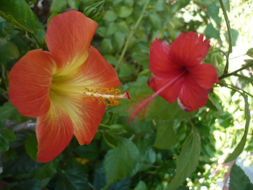P1300227