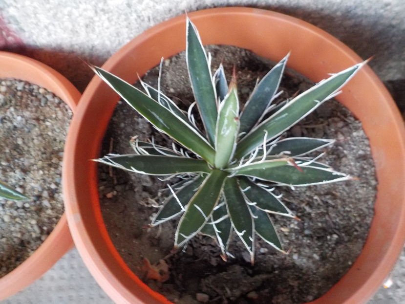 schidigera Black Widow - Genul Agave