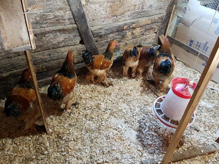 14483966_1239566379440760_598968130_n