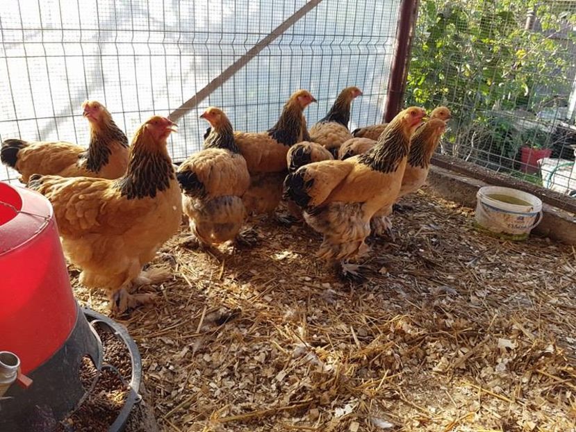 14508687_1239564172774314_1090456923_n