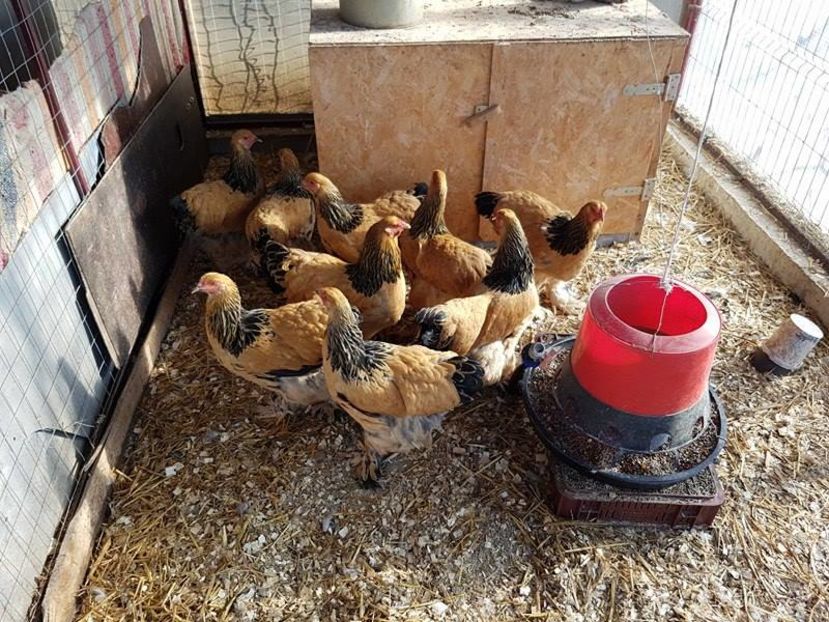 14509325_1239564106107654_1393989922_n