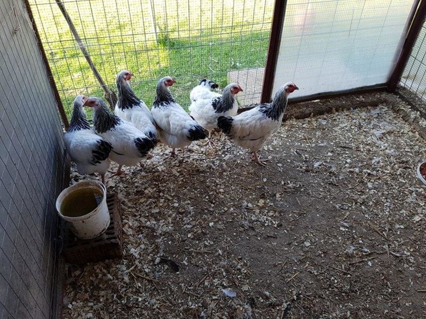 14508612_1239565129440885_1230926115_n