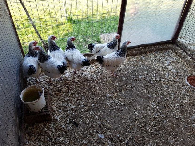 14518822_1239565119440886_104922512_n (1)