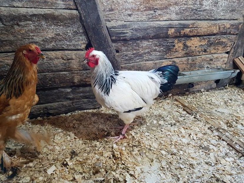 14542895_1239565162774215_179658093_n