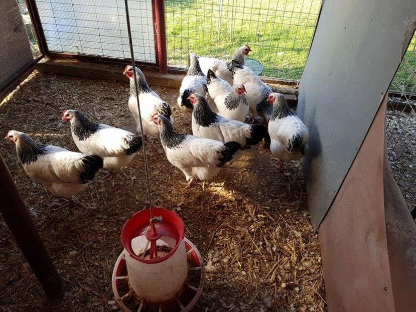 14543557_1239564752774256_667345959_n