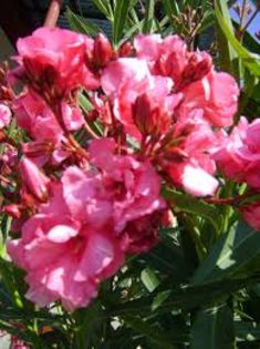 roz cu alb - VAND LEANDRII 2017