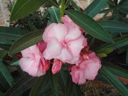 roz deschis - VAND LEANDRII 2017