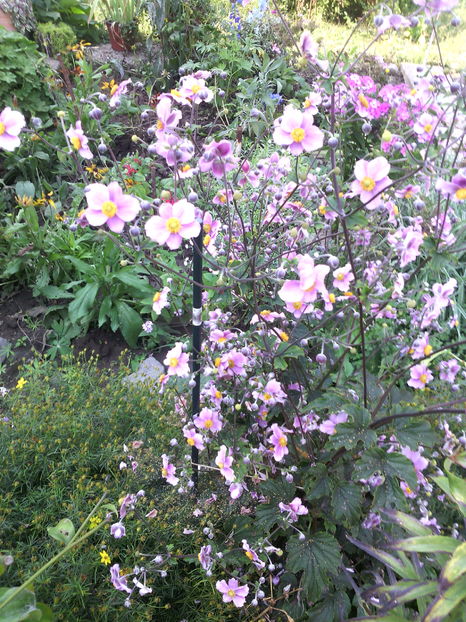  - 01-Flori din curtea mea 2016