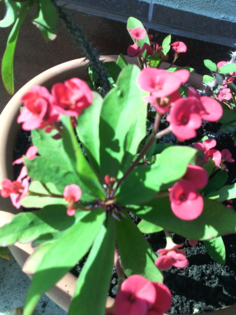  - 01-Flori din curtea mea 2016