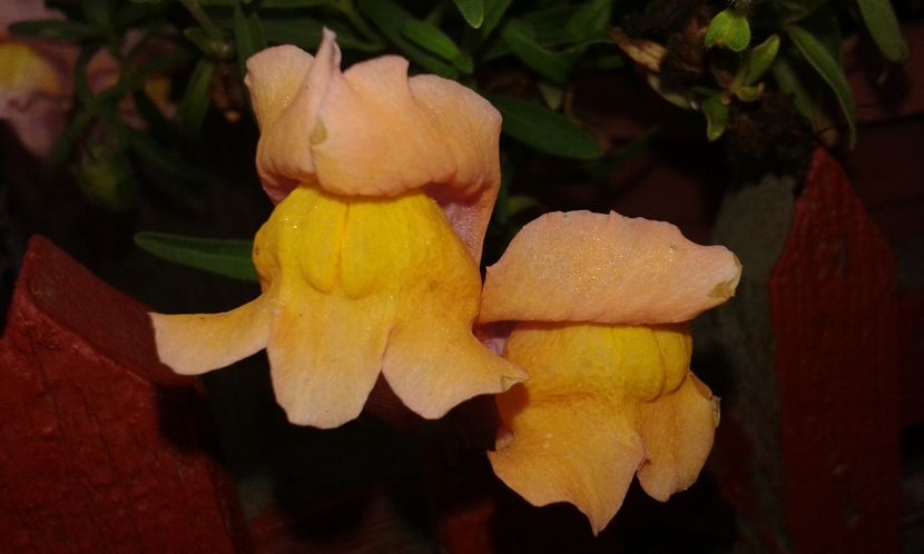  - Antirrhinum