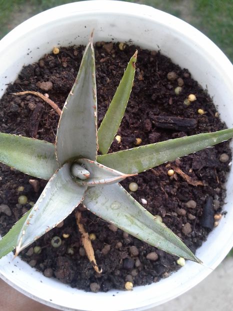 agave ghiesbreghtii