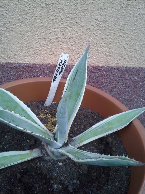 Agave ingens cv marginata