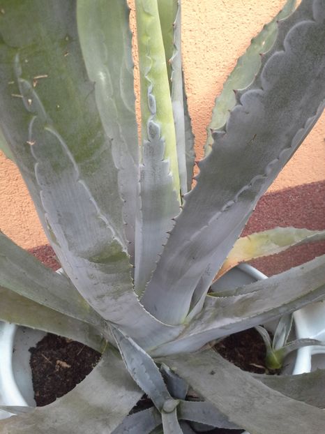  - agave colectie proprie